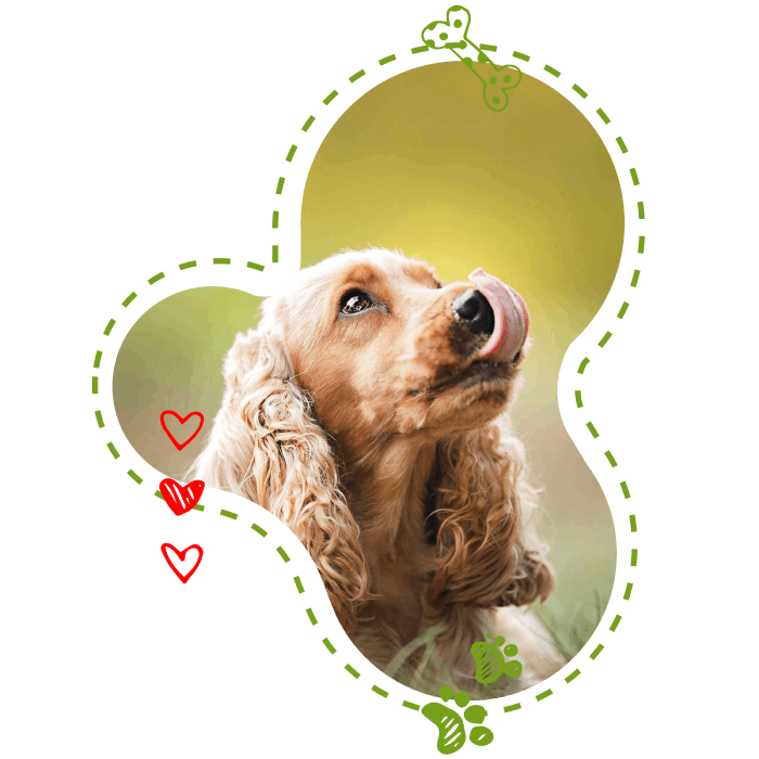 Centre Canin des Plaines Agenaise Centre Canin des Plaines Agenaise